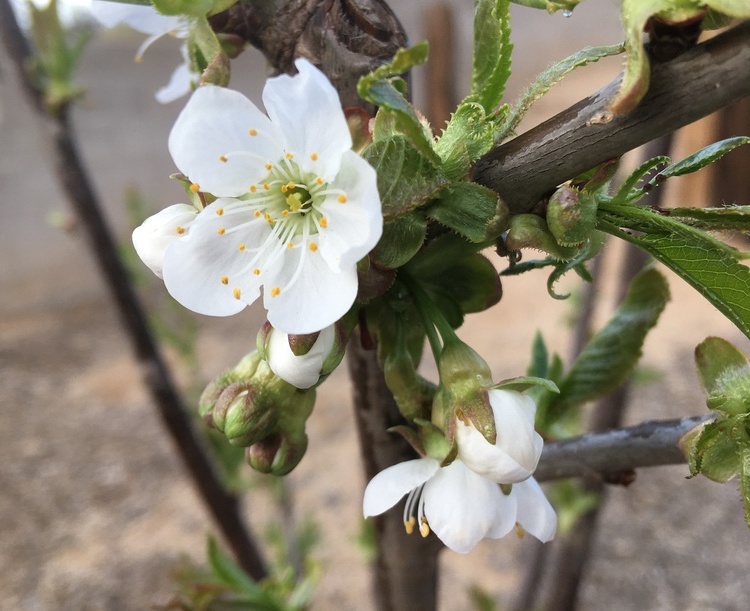 Cherry Blossoms