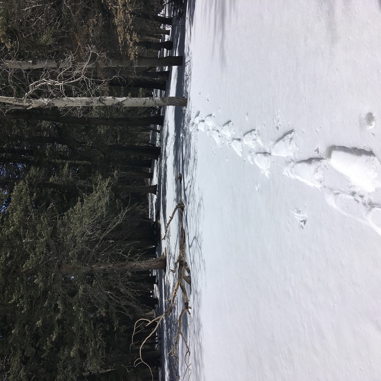 tracks in the snow